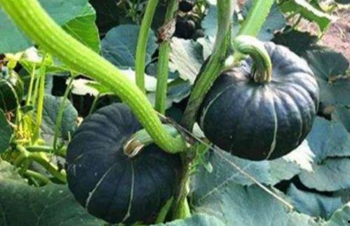 吃瓜吃火的网红叫什么名字,网红“吃瓜吃火”现象背后的故事与启示